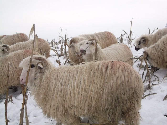 Picture 909 - 19 oile pe timp de iarna 2012-2013