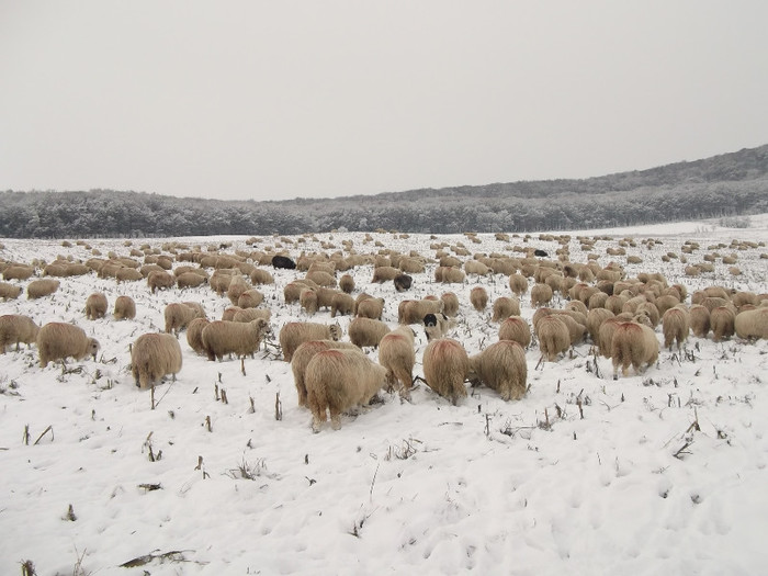 Picture 916 - 19 oile pe timp de iarna 2012-2013