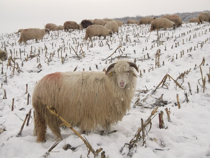 Picture 921 - 19 oile pe timp de iarna 2012-2013