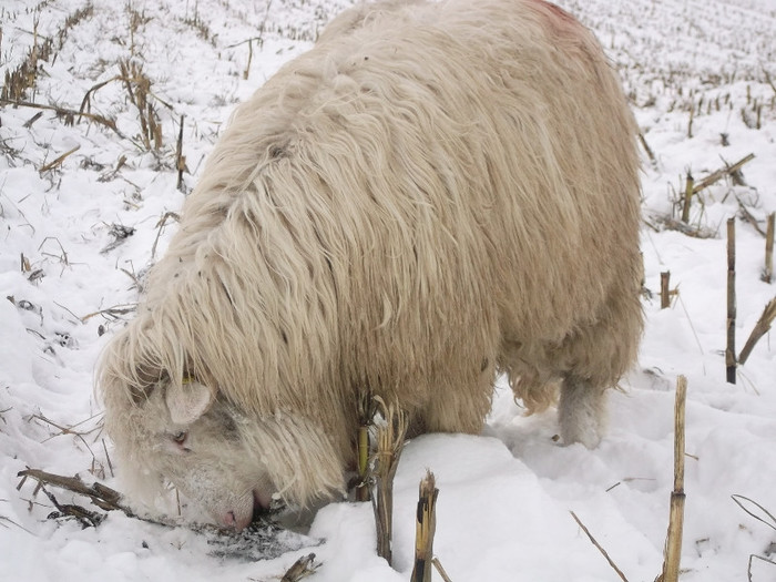 Picture 931 - 19 oile pe timp de iarna 2012-2013