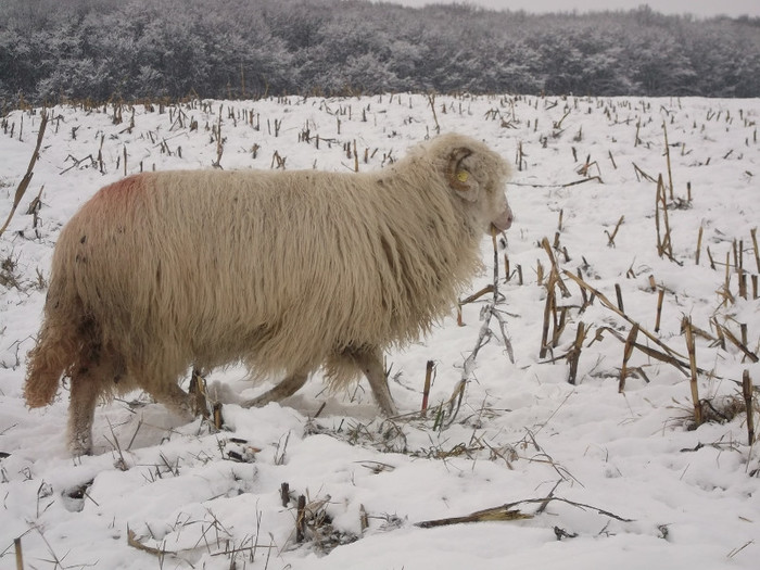Picture 941 - 19 oile pe timp de iarna 2012-2013