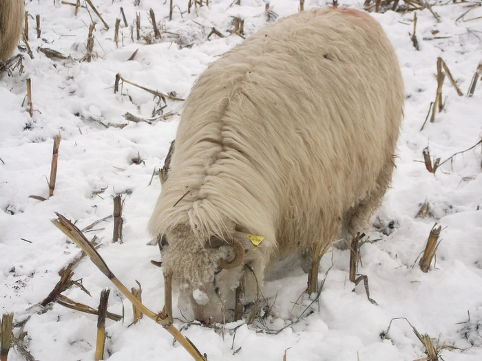 Picture 944 - 19 oile pe timp de iarna 2012-2013