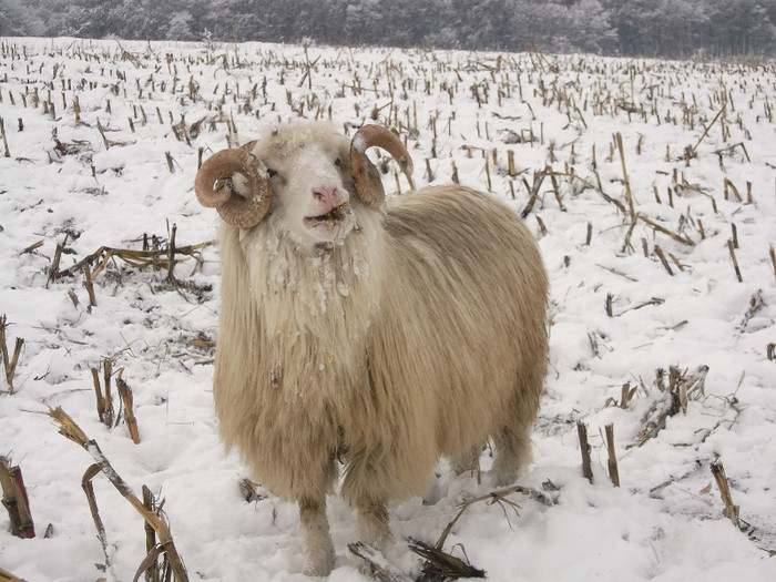 Picture 950 - 19 oile pe timp de iarna 2012-2013