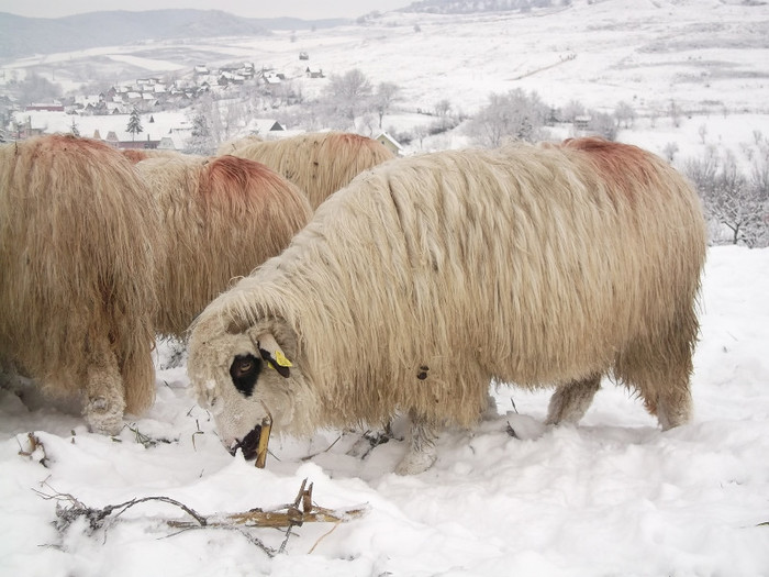 Picture 953 - 19 oile pe timp de iarna 2012-2013