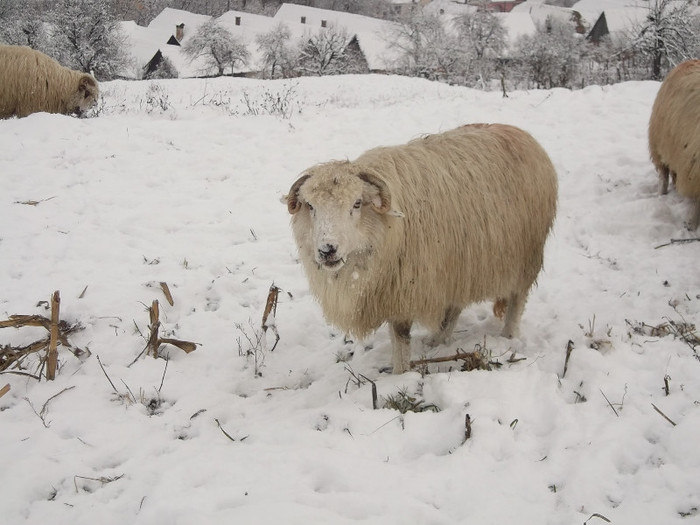 Picture 954 - 19 oile pe timp de iarna 2012-2013