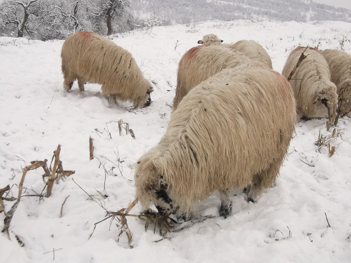 Picture 955 - 19 oile pe timp de iarna 2012-2013