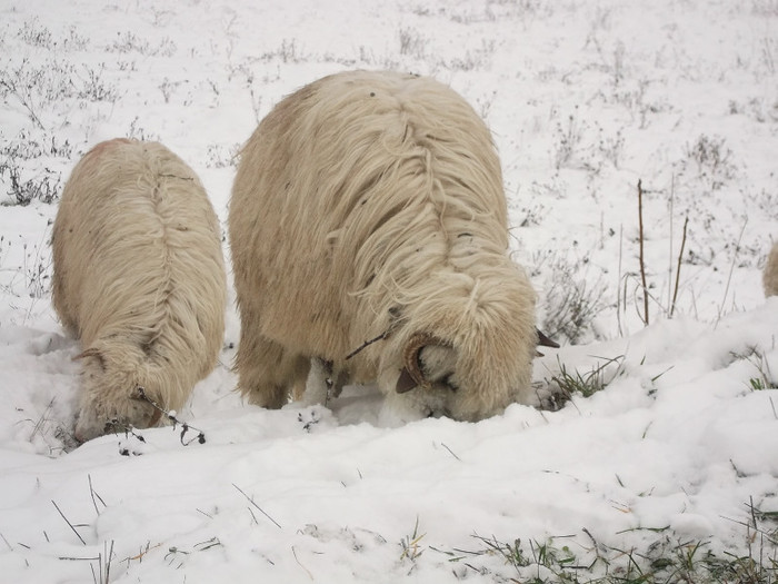 Picture 956 - 19 oile pe timp de iarna 2012-2013