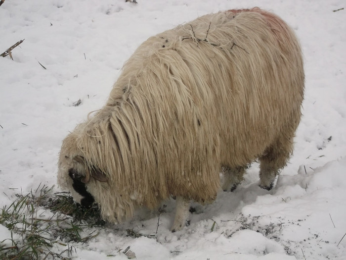 Picture 960 - 19 oile pe timp de iarna 2012-2013