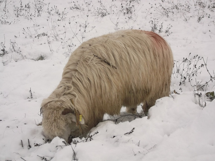 Picture 961 - 19 oile pe timp de iarna 2012-2013