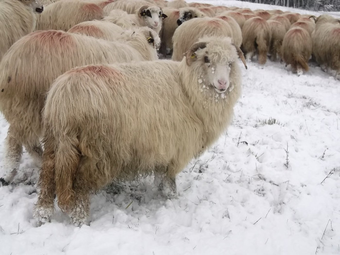 Picture 1028 - 19 oile pe timp de iarna 2012-2013