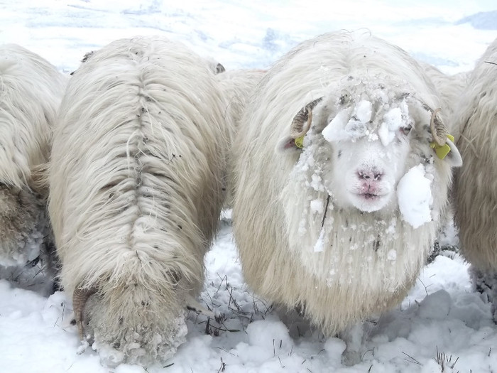 Picture 1032 - 19 oile pe timp de iarna 2012-2013