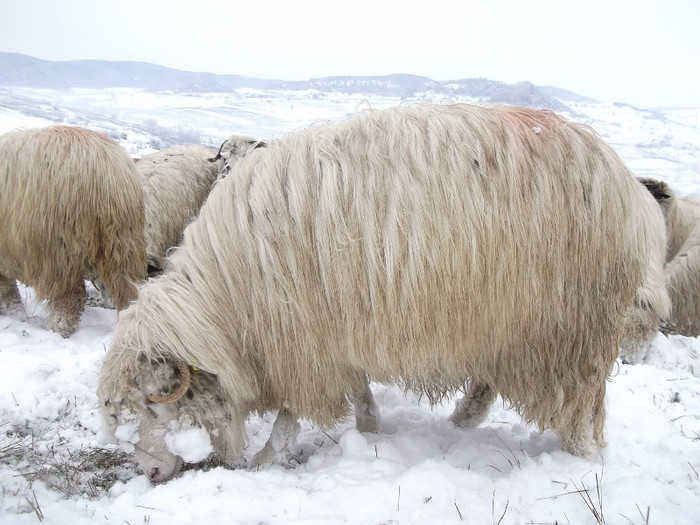 Picture 1033 - 19 oile pe timp de iarna 2012-2013
