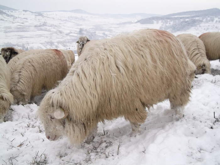 Picture 1034 - 19 oile pe timp de iarna 2012-2013