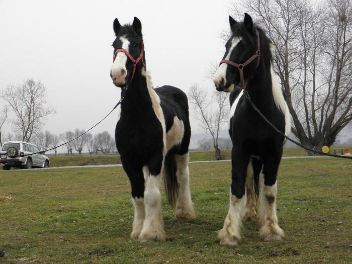 PERECHE GYPSY VANNER
