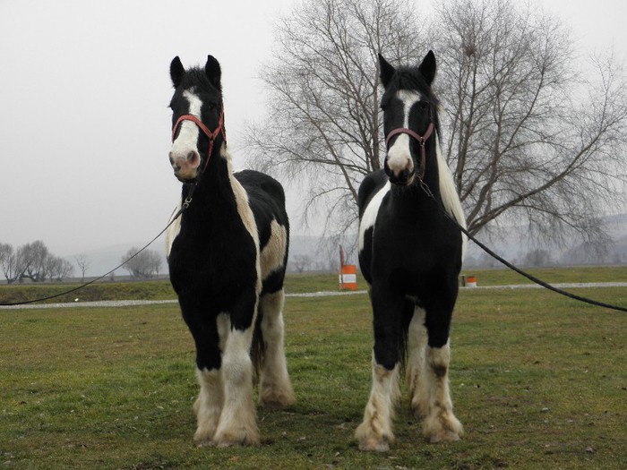 PERECHE GYPSY VANNER