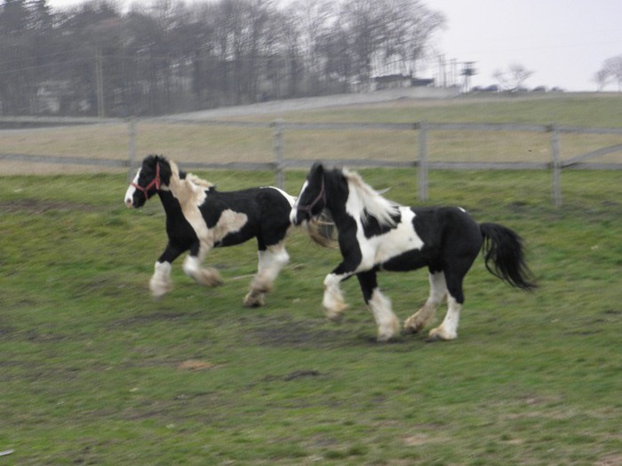 poza 054 - VANZARI CAI 1