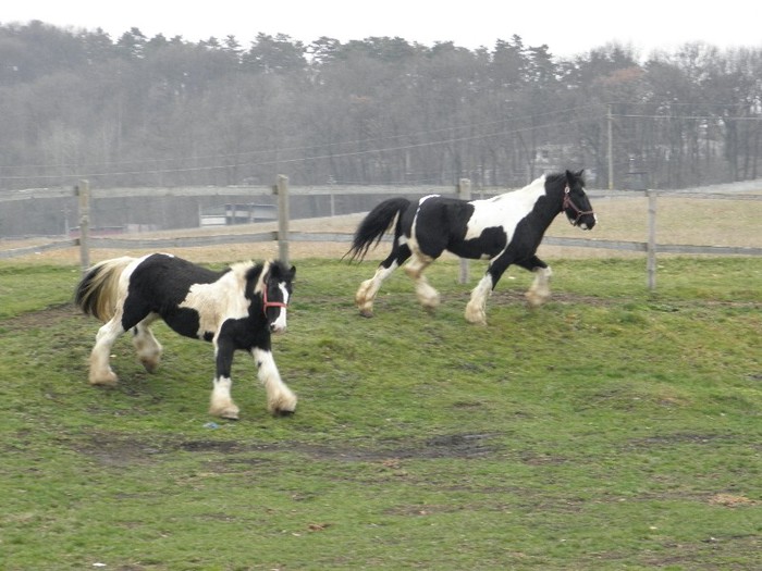 poza 055 - VANZARI CAI 1