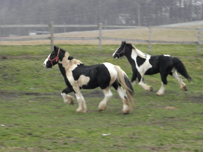 poza 059 - VANZARI CAI 1