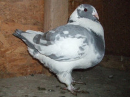 83002069_AKFDLWN