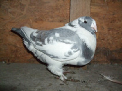 83002080_MOBVEAJ