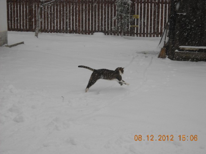 DSCN6912 - catei si pisicute