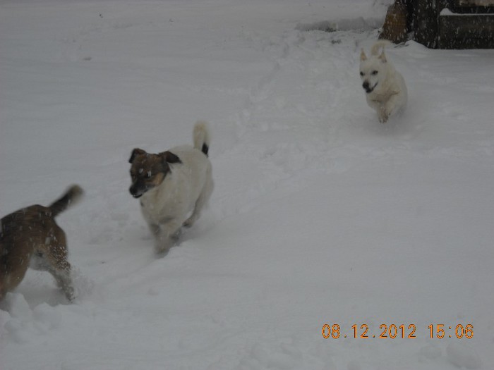 DSCN6914 - catei si pisicute