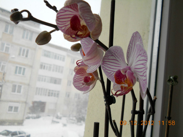 prima orhidee inflorita