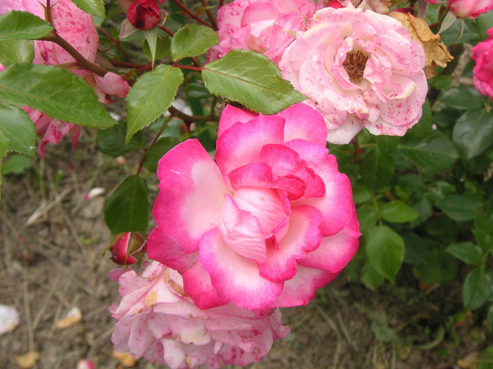 2705286750075666569absfLu_fs