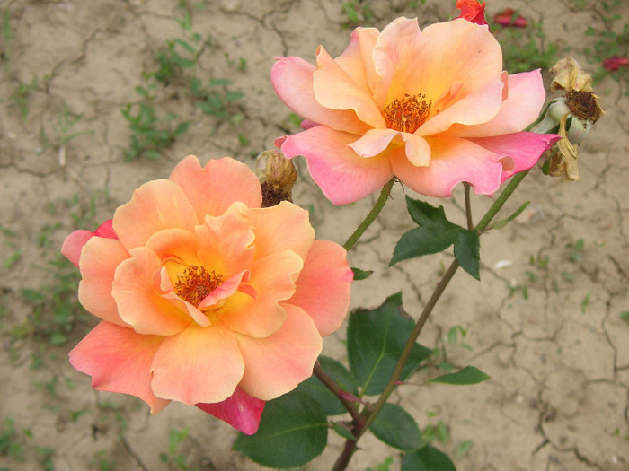 2847388270075666569WTBqgh_fs