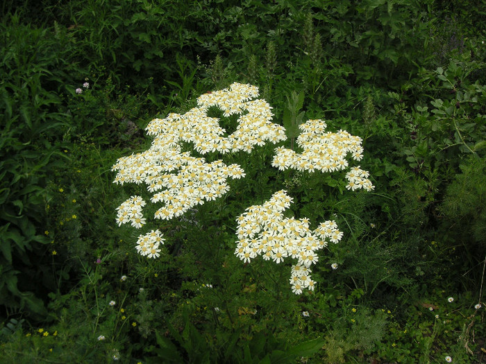 2079238860075666569oKMIbG_fs