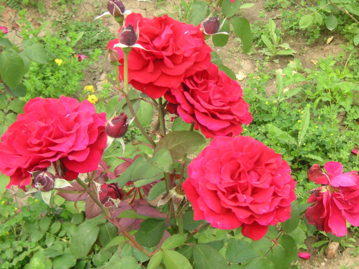 2171135360075666569XwIKTy_fs