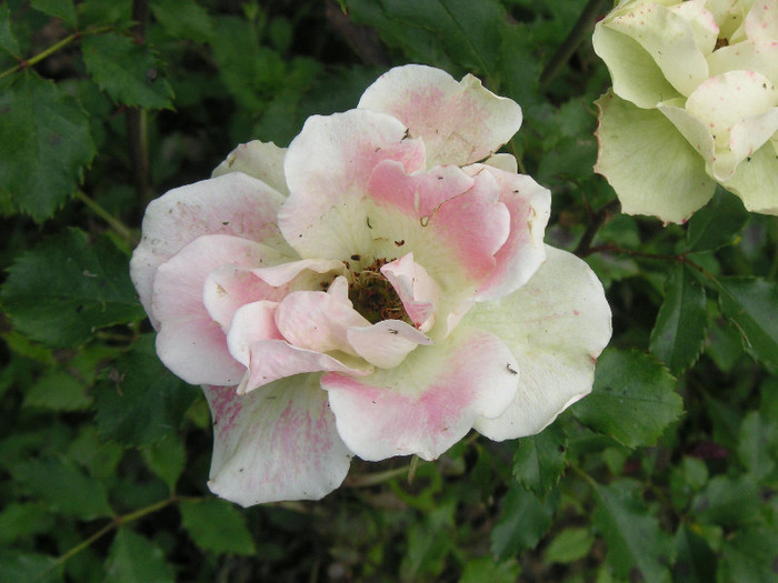 2189728620075666569kSoZLr_fs