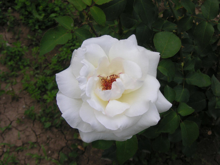 2251844700075666569fIRzmc_fs