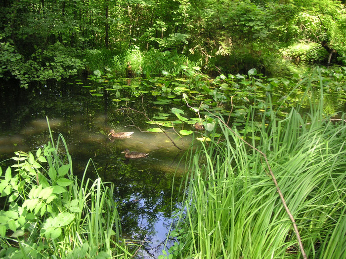 2664926660075666569HyLStM_fs