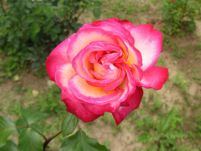 2689626980075666569GoHcRt_fs