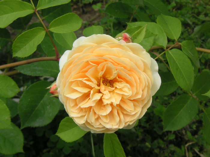 2802331110075666569nFxKdH_fs