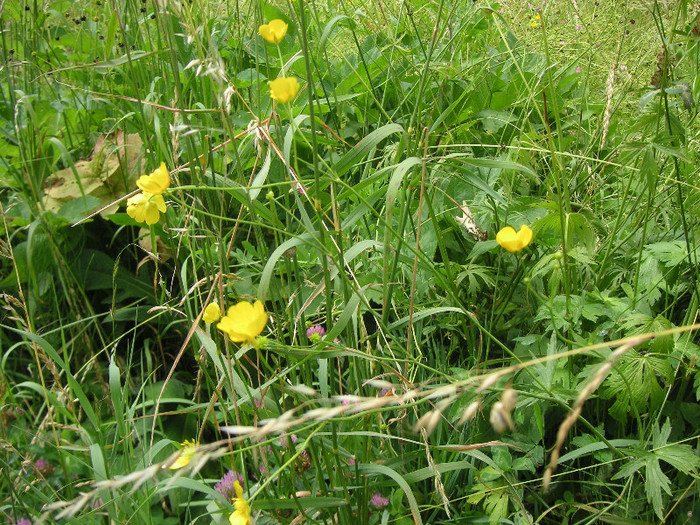 2893076700075666569KeovKU_fs