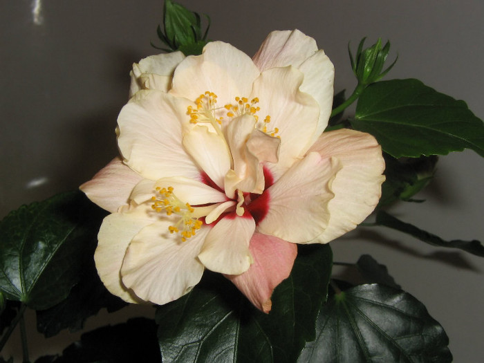 2028581270075666569DOHsTo_fs - Hibiscusi