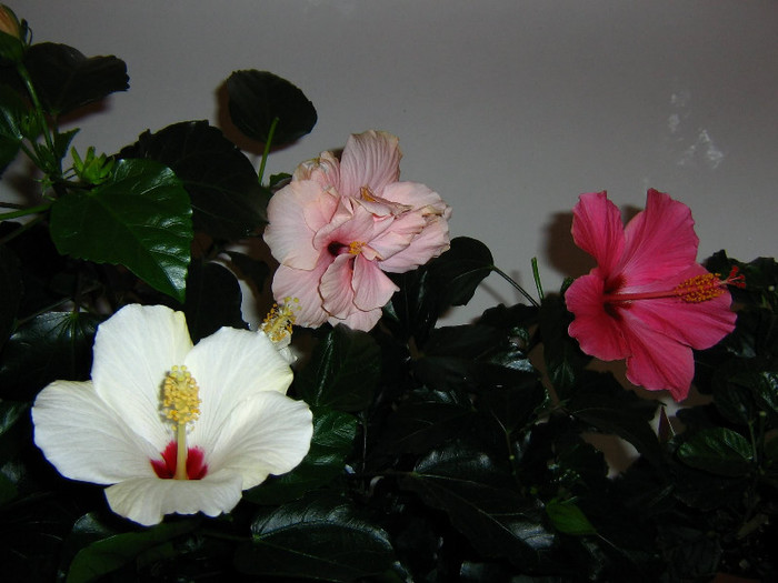 2028631160075666569tonADh_fs - Hibiscusi