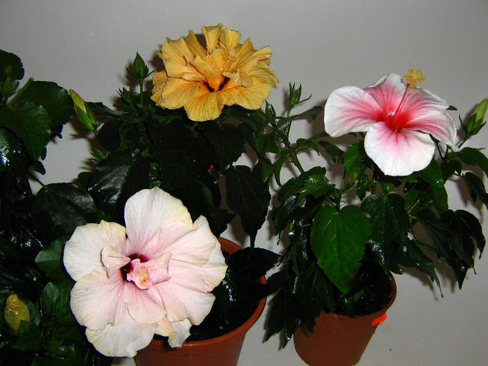 2029110160075666569eolwAe_fs