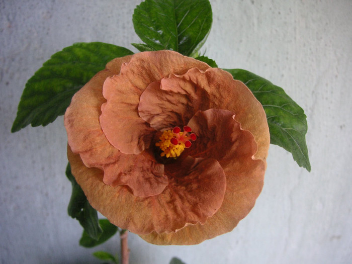 2041146200075666569JILKrE_fs