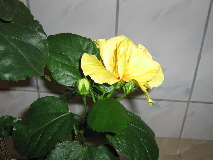 2062692320075666569NgyFhB_fs - Hibiscusi