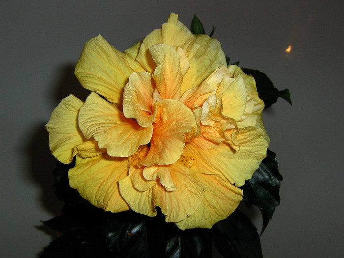 2063965220075666569eLxxyI_fs