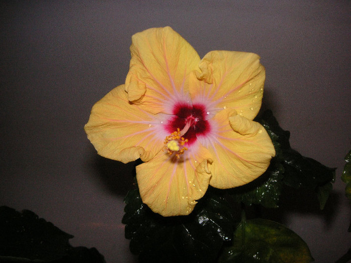 2067762020075666569HYDhpR_fs - Hibiscusi