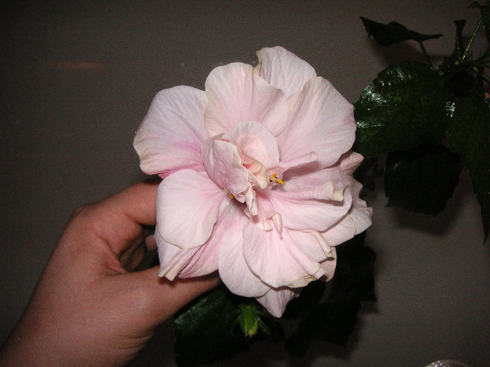 2100130130075666569dSwjtb_fs - Hibiscusi
