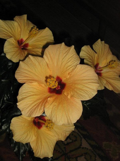 2109517330075666569tEnrnr_ph