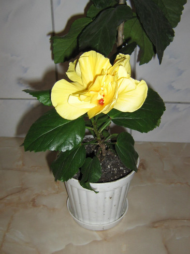 2112100540075666569oqbiMv_fs - Hibiscusi