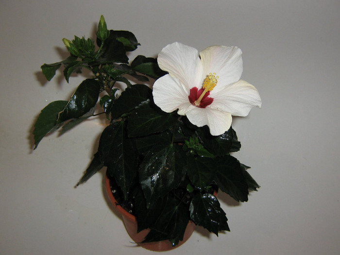 2121368360075666569JjDwgT_fs