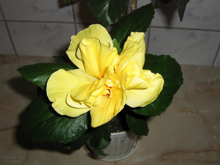 2125859880075666569CYBToG_fs - Hibiscusi