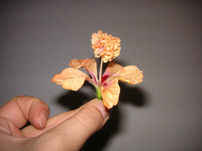 2149385580075666569UQZUhk_fs